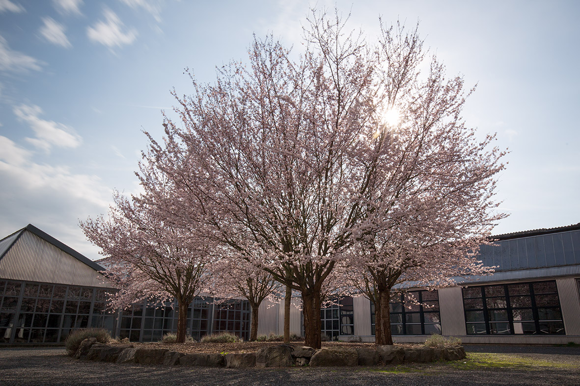 Baum im Innenhof der Alten Tuchfabrik